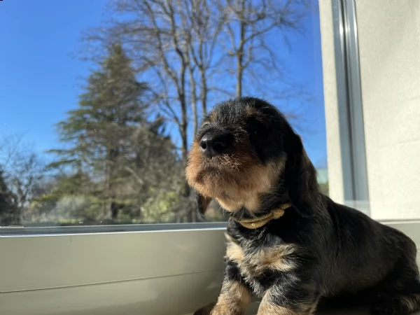  cucciolata di bassotti standard a pelo duro | Foto 4