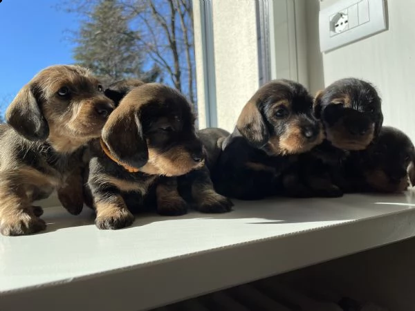  cucciolata di bassotti standard a pelo duro | Foto 2