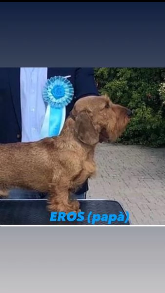  cucciolata di bassotti standard a pelo duro | Foto 0