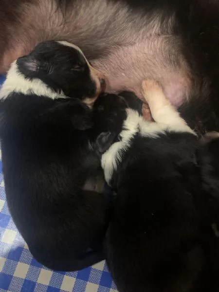 cuccioli di border collie | Foto 6