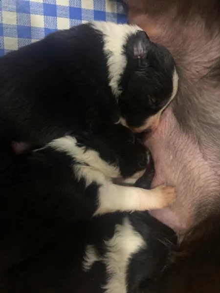 cuccioli di border collie