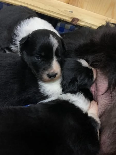 cuccioli di border collie | Foto 4