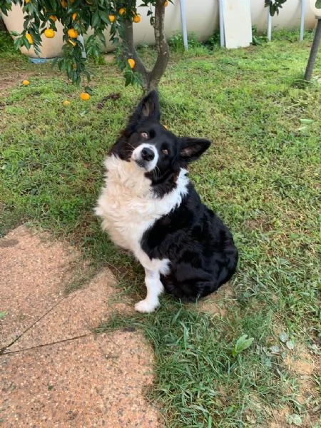 cuccioli di border collie | Foto 3