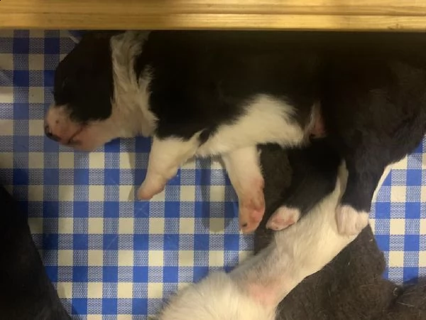cuccioli di border collie | Foto 2