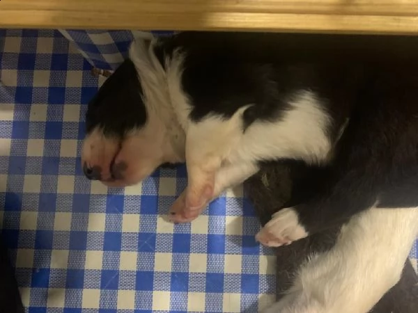 cuccioli di border collie | Foto 0