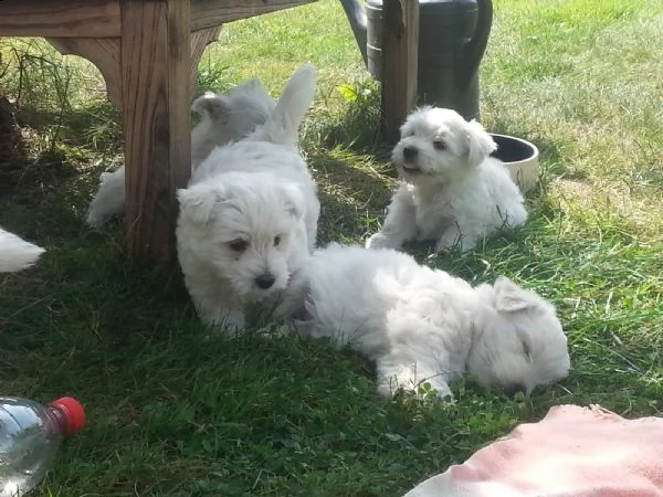 west highland cuccioli con pedigree italiano | Foto 6