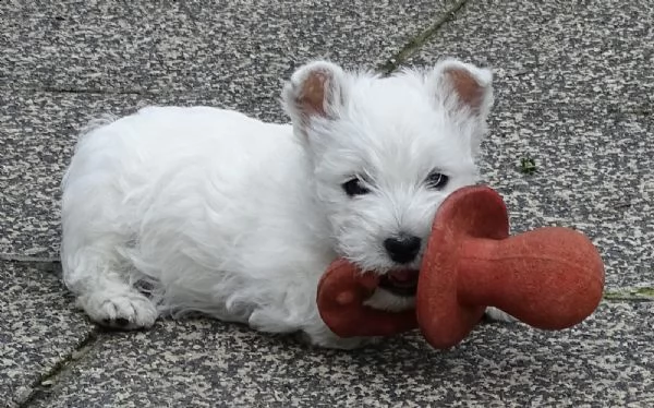 west highland cuccioli con pedigree italiano | Foto 4