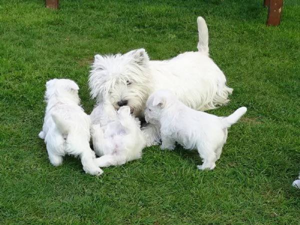 west highland cuccioli con pedigree italiano | Foto 3