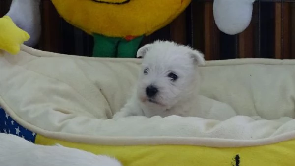 west highland cuccioli con pedigree italiano | Foto 2