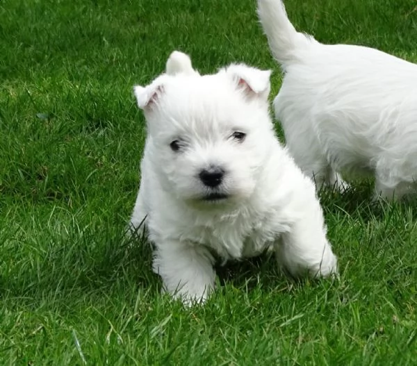 west highland cuccioli con pedigree italiano
