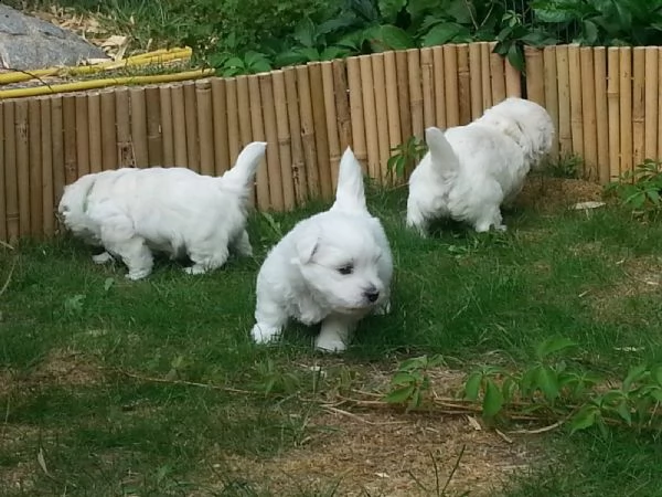 west highland cuccioli con pedigree italiano | Foto 1