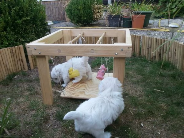west highland cuccioli con pedigree italiano | Foto 0