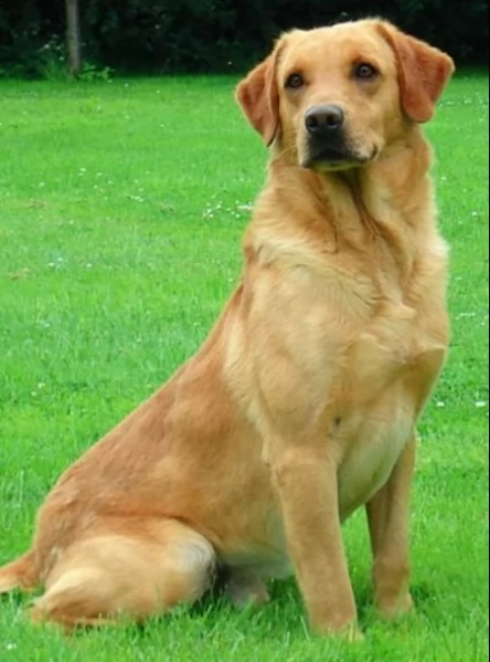 cucciolata eccezionale di cuccioli rossi di volpe | Foto 2