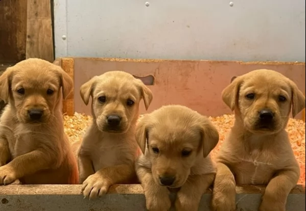 cucciolata eccezionale di cuccioli rossi di volpe