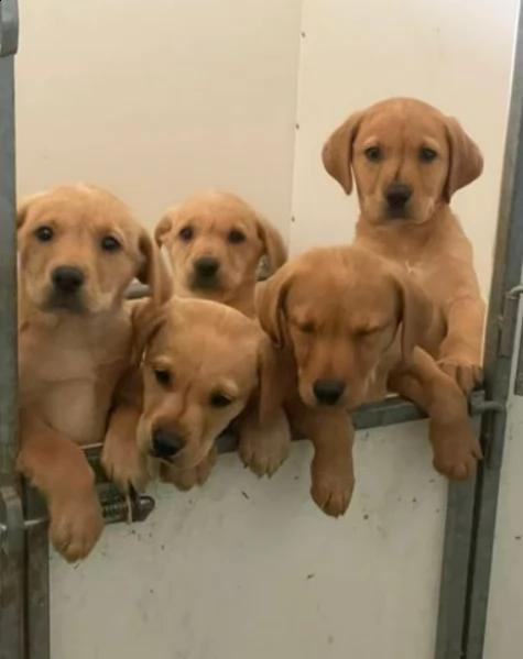 cucciolata eccezionale di cuccioli rossi di volpe | Foto 1