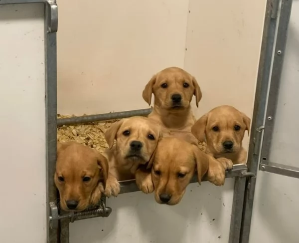 cucciolata eccezionale di cuccioli rossi di volpe | Foto 0