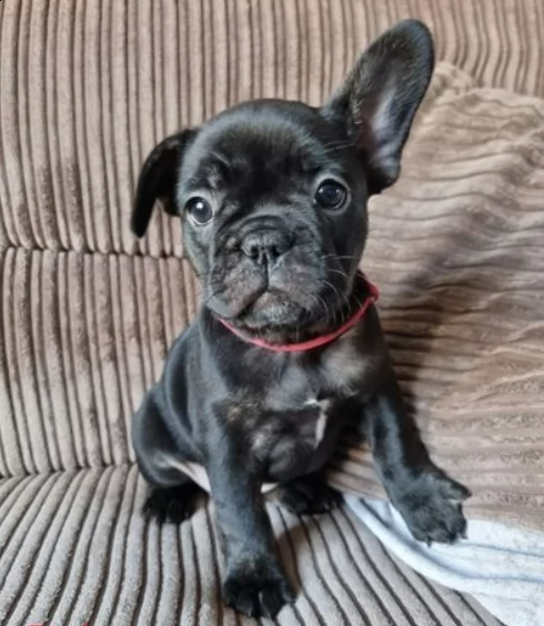 pronto ora! bellissimi cuccioli di bulldog francese | Foto 3