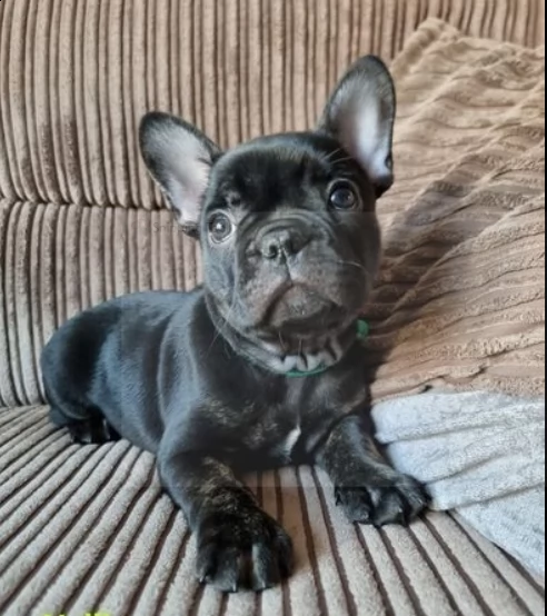 pronto ora! bellissimi cuccioli di bulldog francese