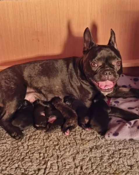 pronto ora! bellissimi cuccioli di bulldog francese | Foto 2
