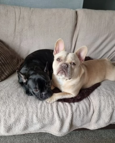 pronto ora! bellissimi cuccioli di bulldog francese | Foto 0