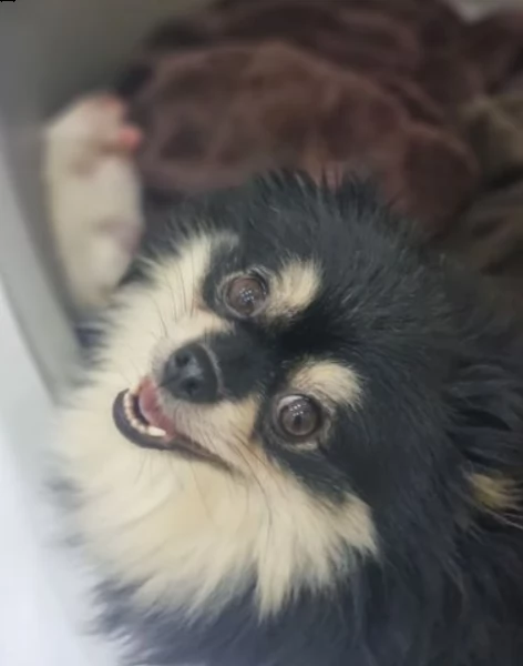 cuccioli di pomerania | Foto 3