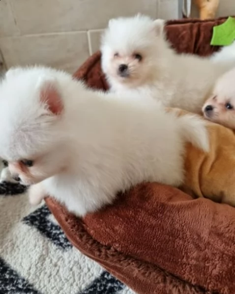 cuccioli di pomerania | Foto 2
