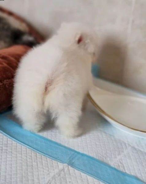 cuccioli di pomerania | Foto 1