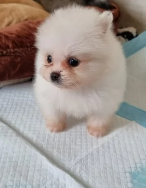 cuccioli di pomerania | Foto 0