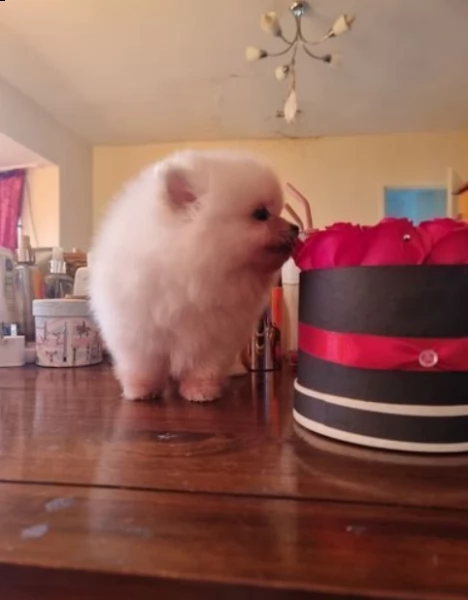 cuccioli di pomerania