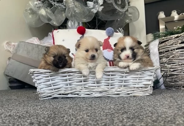 veri pomerania