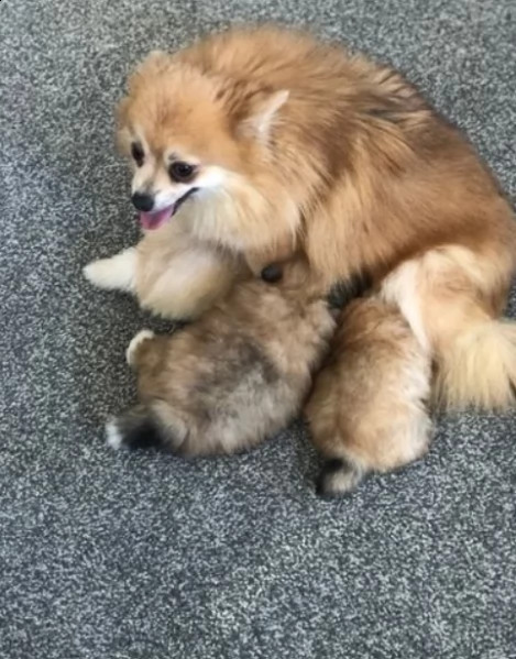 veri pomerania | Foto 0