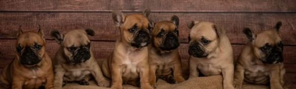bulldog francese 1 ragazze 3 ragazzi rimasti | Foto 3