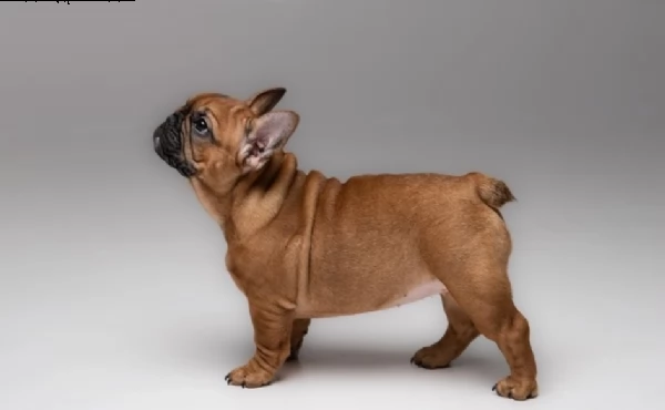 bulldog francese 1 ragazze 3 ragazzi rimasti