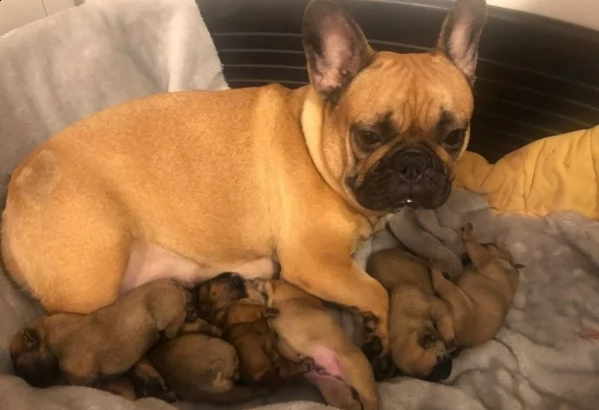 bulldog francese 1 ragazze 3 ragazzi rimasti | Foto 1