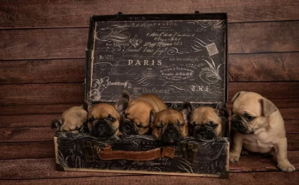 bulldog francese 1 ragazze 3 ragazzi rimasti | Foto 0
