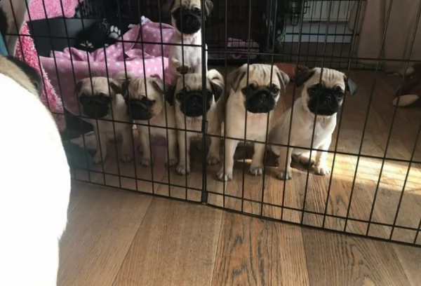 cuccioli di carlino per nuove belle case | Foto 3