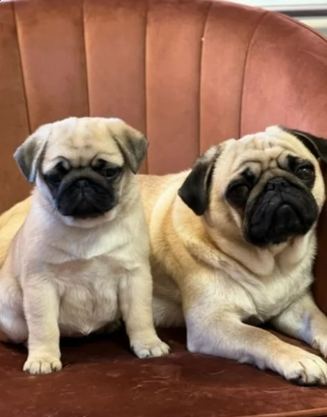 cuccioli di carlino per nuove belle case