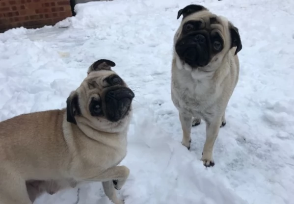 cuccioli di carlino per nuove belle case | Foto 1