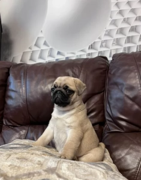 cuccioli di carlino per nuove belle case | Foto 0
