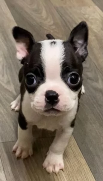 cuccioli di boston terrier in vendita