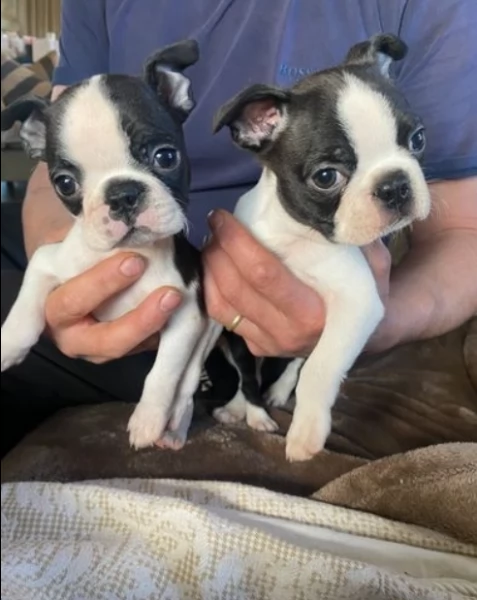 cuccioli di boston terrier in vendita | Foto 1