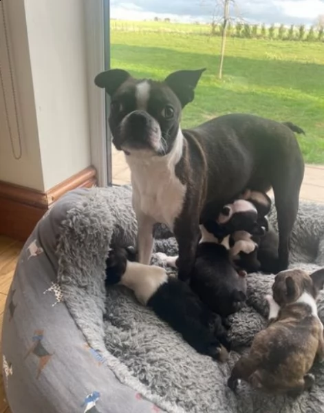 cuccioli di boston terrier in vendita | Foto 0
