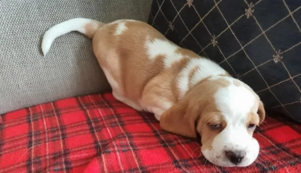 sei splendidi cuccioli di kc reg; linea di sangue campione