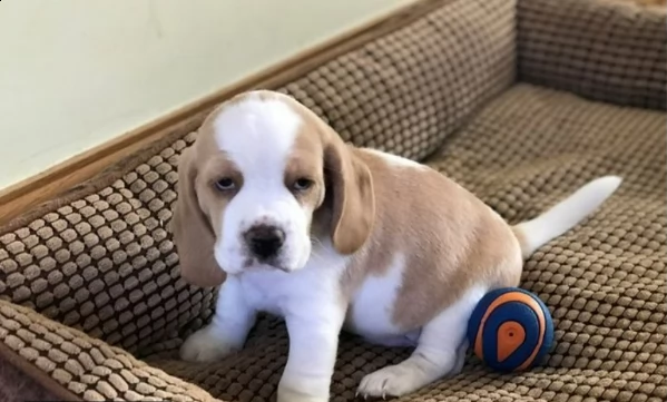 sei splendidi cuccioli di kc reg; linea di sangue campione | Foto 5