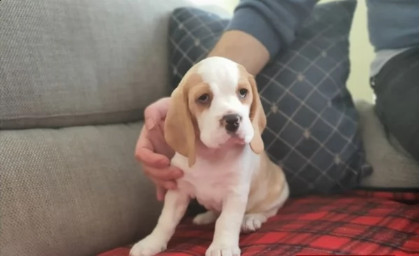 sei splendidi cuccioli di kc reg; linea di sangue campione | Foto 4