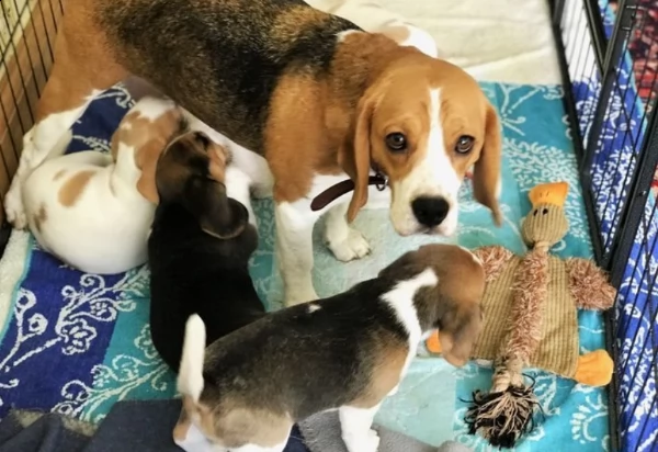 sei splendidi cuccioli di kc reg; linea di sangue campione | Foto 3