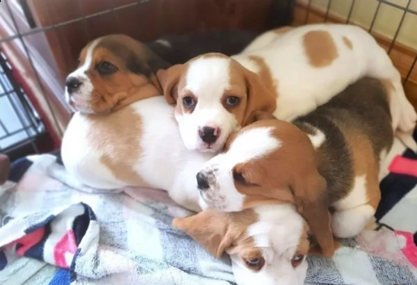 sei splendidi cuccioli di kc reg; linea di sangue campione | Foto 2
