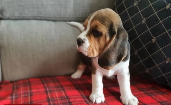 sei splendidi cuccioli di kc reg; linea di sangue campione | Foto 0