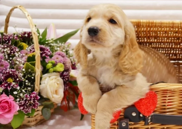 kc reg salute testato cuccioli di cocker spaniel funzionanti