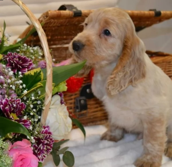 kc reg salute testato cuccioli di cocker spaniel funzionanti | Foto 2